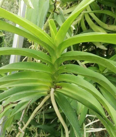 Vanda tesselata coerulea