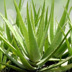 Aloe vera