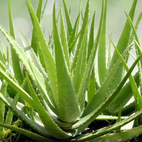 Aloe vera