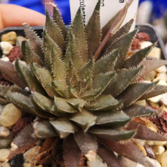 Haworthia vlockii