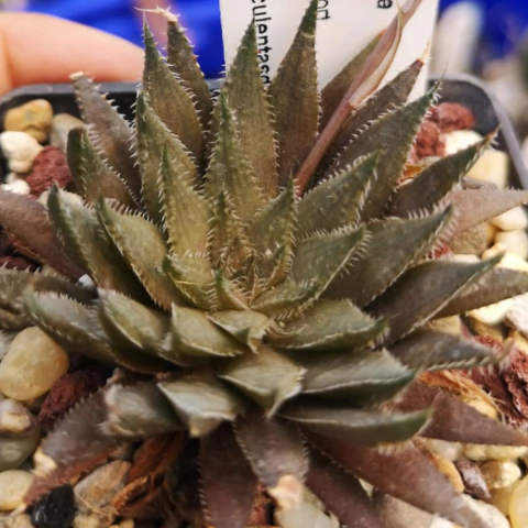 Haworthia vlockii