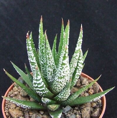 Haworthia attenuata cv. 'Wet Paint'