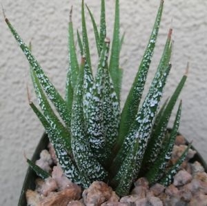 Haworthia attenuata cv. 'Wet Paint'