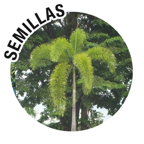 Semillas Wodyetia bifurcata