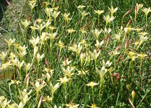 Zephyranthes primulina