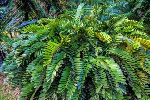 Zamia furfuracea