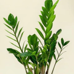 Zamioculcas zamiifolia