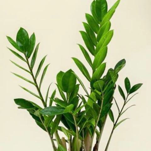 Zamioculcas zamiifolia