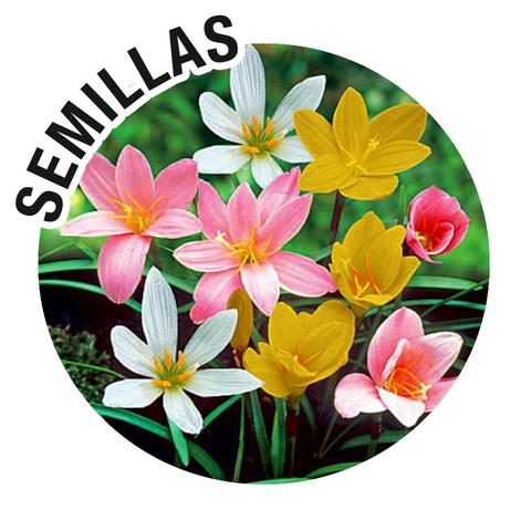 Semillas Zephyranthes Mix
