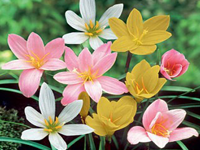 Zephyranthes sp. Mix (10 bulbos) - tienda en línea