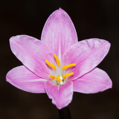 Zephyranthes rosea