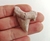 Dente de Tubarão Fossil 01