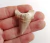Dente de Tubarão Fossil 02