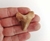 Dente de Tubarão Fossil 03