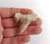 Dente de Tubarão Fossil 04
