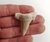 Dente de Tubarão Fossil 05