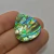 Abalone 44