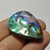 Abalone 54
