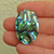 Abalone 61