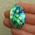 Abalone 63