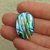 Abalone 66