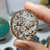 Cabochão Lodolita 100