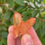 Drusa Quartzo Tangerina 01