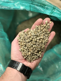 Costa Rica Tarrazú Crudo-5 Kilos - comprar online