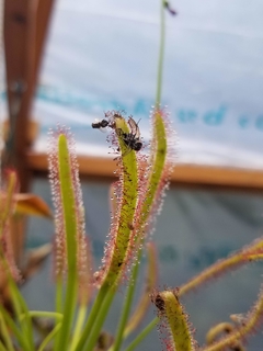 Banner de la categoría Insecticidas 
