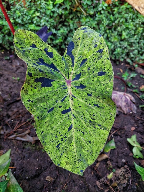 Banner de la categoría Colocasias