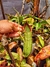 Nepenthes Ventricosa x Spathulata - comprar online