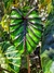 Colocasia Pharaohs Mask