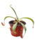 Nepenthes sin ID - comprar online