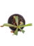 Nepenthes sin ID en internet
