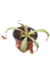 Nepenthes sin ID - Devoplant