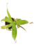 Nepenthes Ventricosa x Kahsiana - tienda online