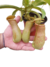Nepenthes Ventricosa x Kahsiana en internet
