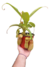 Nepenthes Ventricosa x Kahsiana - comprar online