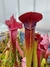 Sarracenia Alata Night