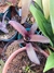 Billbergia Roja - comprar online