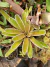 Neoregelia Sheba - comprar online