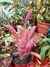 Billbergia sanderiana - comprar online