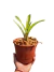 Neoregelia Sheba en internet
