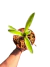 Neoregelia Sheba - Devoplant