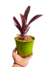 Billbergia Roja en internet
