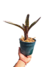 Neoregelia Hannibal Lecter en internet