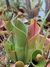 Heliamphora Tatei Var Tatei - comprar online