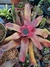 Neoregelia Naranja - comprar online