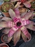 Neoregelia Violeta - comprar online