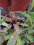 Neoregelia Blushing Tiger - comprar online